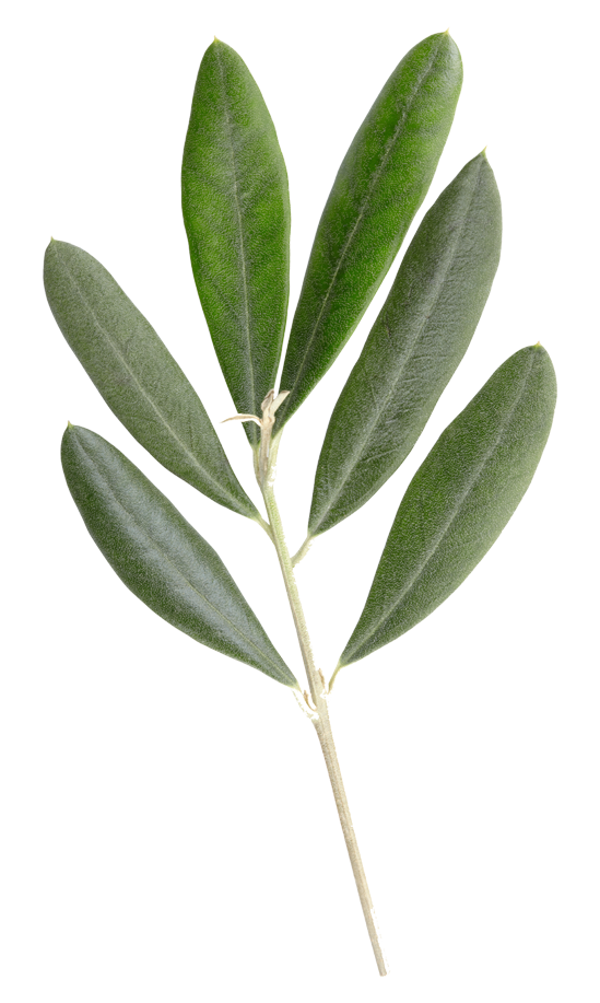 branche-olivier-2