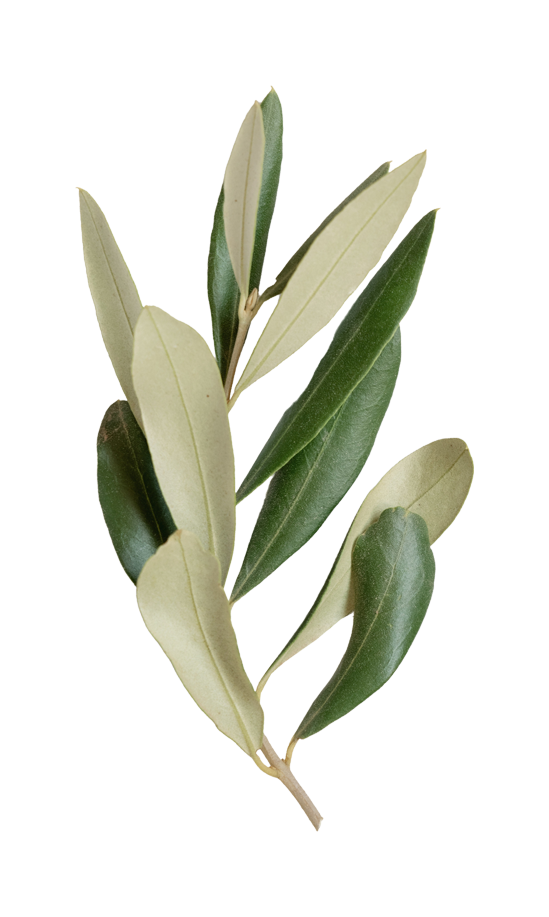 branche-olivier
